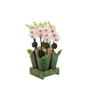 Signature Golden Nature Cover Phal Goya 2T16+