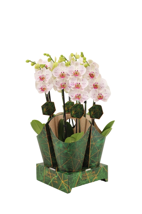 <h4>Signature Golden Nature Cover Phal Goya 2T16+</h4>