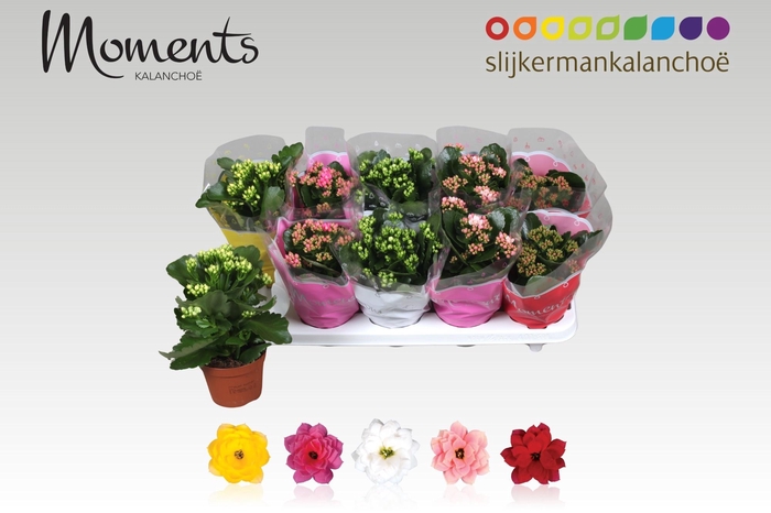 <h4>Kal Ge Gem 5 Kl</h4>