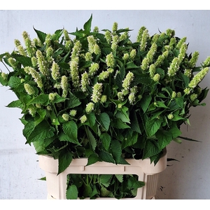 AGASTACHE OV