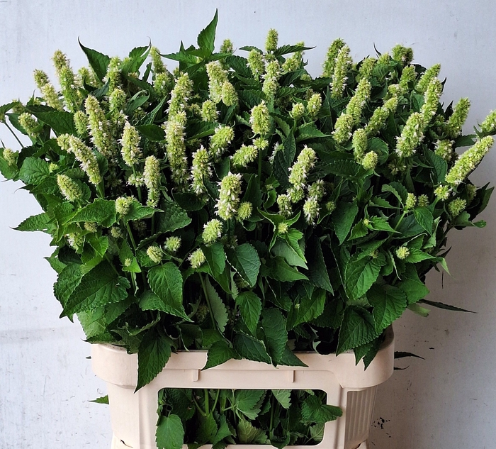 <h4>AGASTACHE OV</h4>