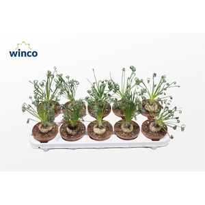 Albuca Spiralis (caudex)