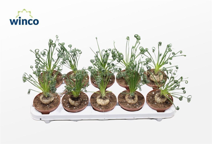 <h4>Albuca Spiralis (caudex)</h4>