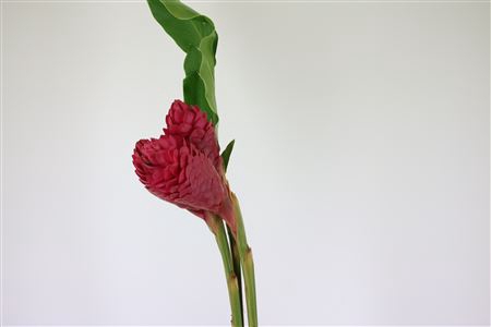 <h4>Alpinia purpurata</h4>