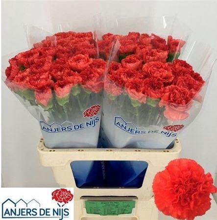 <h4>Di St Caroline</h4>