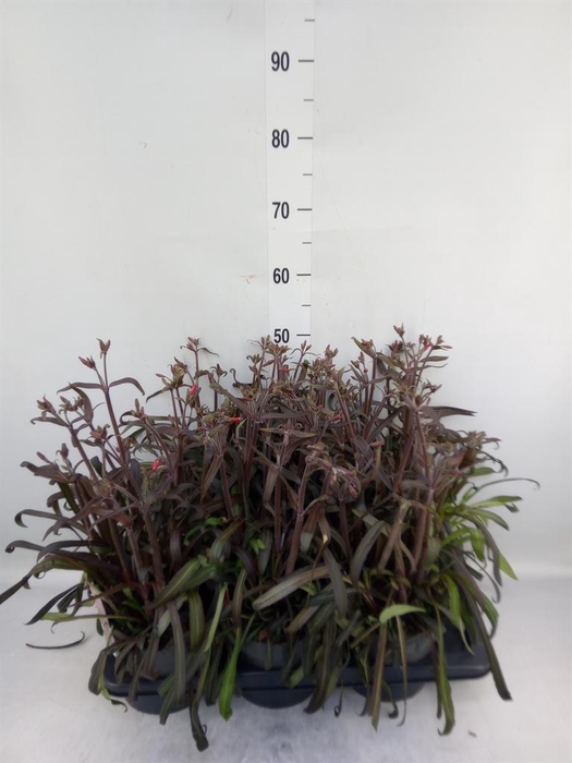 <h4>Silene   ...</h4>