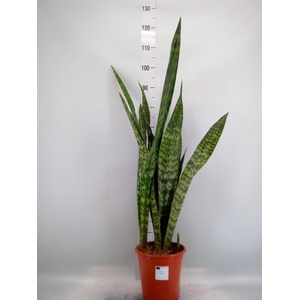 Sansevieria trifa.   ...