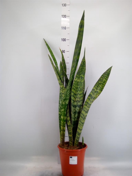 <h4>Sansevieria trifa.   ...</h4>