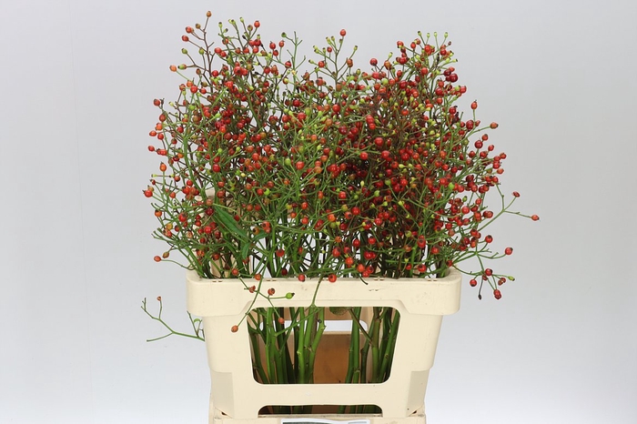<h4>Rozenbottel Autumn Flush</h4>