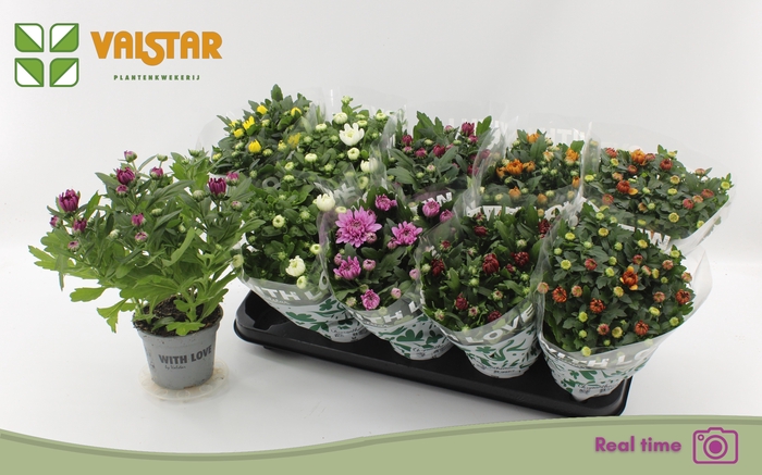 Chrys Gem 7 Kl
