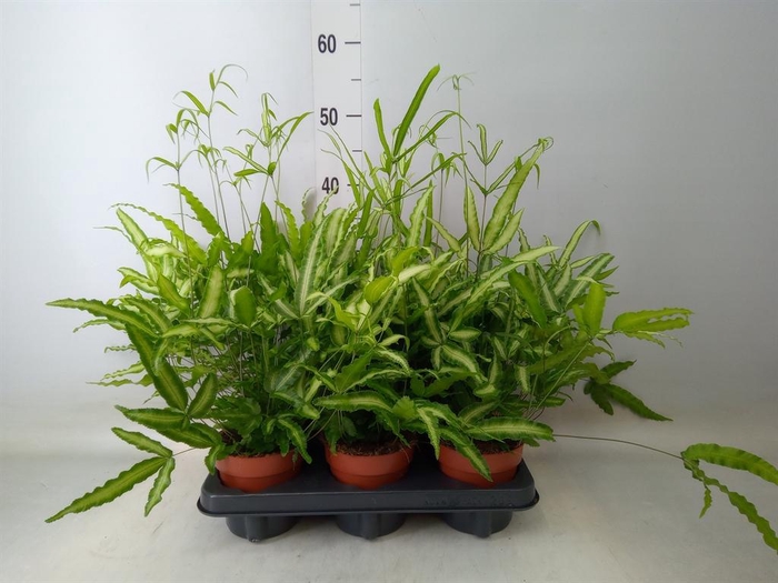 <h4>Pteris cretica 'Albolineata'</h4>