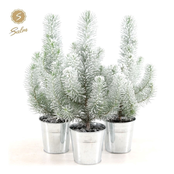 <h4>Pinus pinea 'Silver Crest' P10,5 in Zinc Old-Look + Snow</h4>