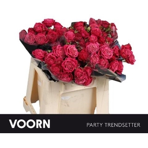 Rosa spray party trendsetter