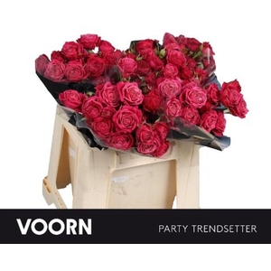 Rosa spray party trendsetter