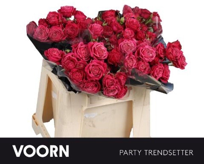 <h4>Rosa spray party trendsetter</h4>