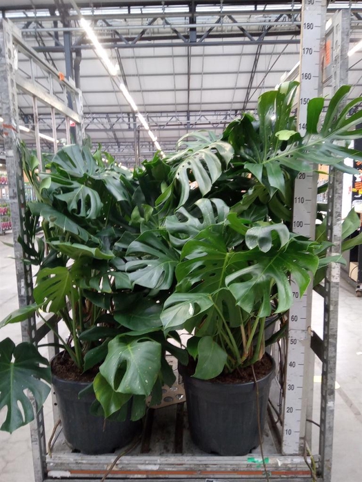 <h4>Monstera delic.</h4>