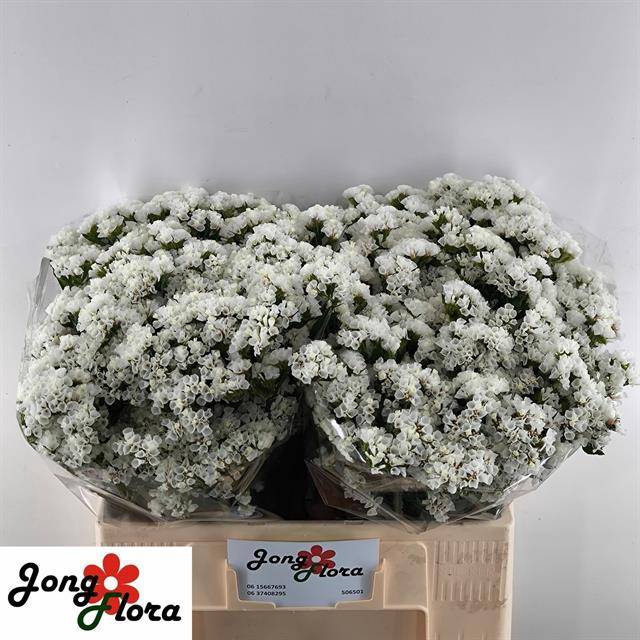 <h4>Statice White Starlight Wings Jongflora</h4>