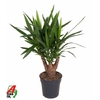 Yucca Elephantipes vertakt
