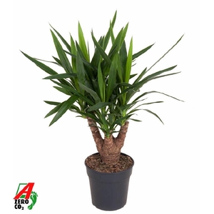 Yucca Elephantipes vertakt