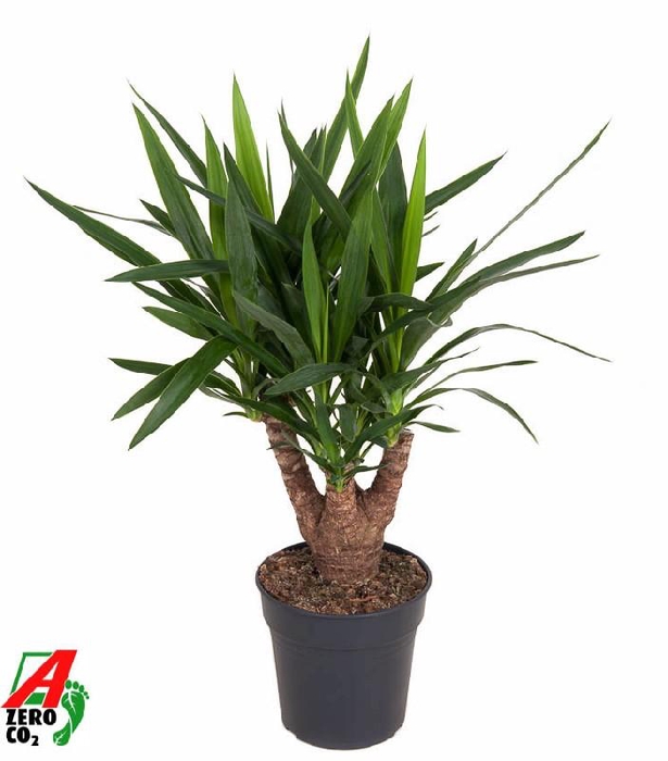<h4>Yucca Elephantipes vertakt</h4>