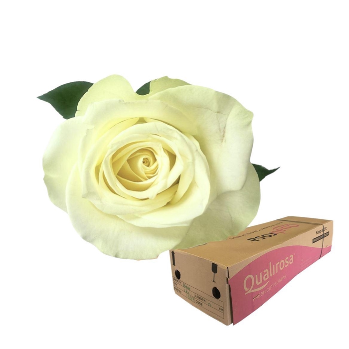 <h4>R Gr Snow Storm -in box</h4>