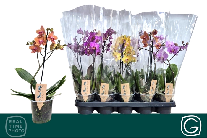 <h4>PHAL MF GEM 4 KL</h4>