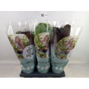 Calathea roseopicta   ...mix