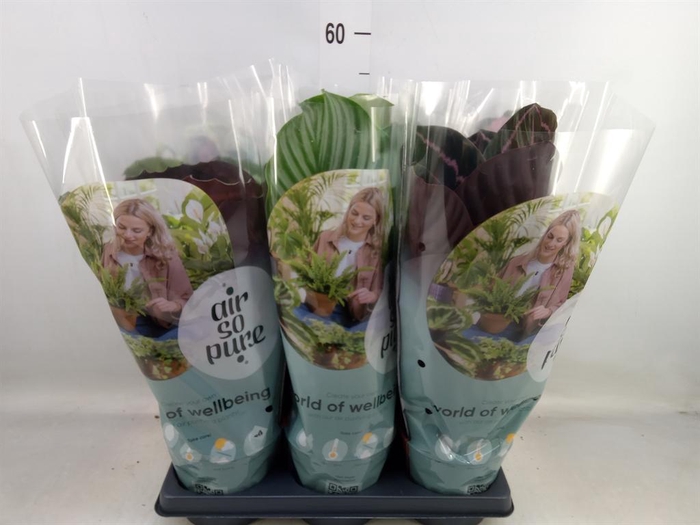 <h4>Calathea roseopicta   ...mix</h4>