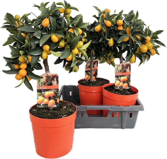 <h4>CITR MARGARITA</h4>