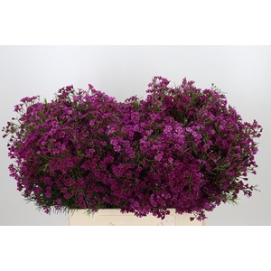 Chamelaucium Purple Rain