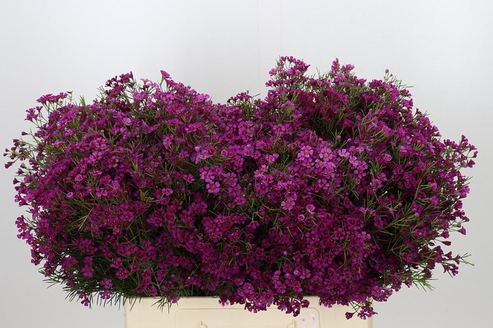 <h4>Chamelaucium Purple Rain</h4>