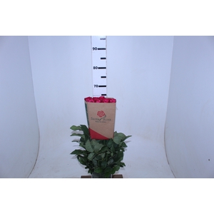 ROSA LOLA 060 CM PINK ESTUFA