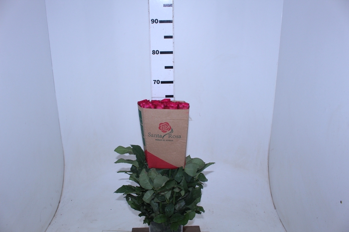 ROSA LOLA 060 CM PINK ESTUFA