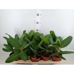 Ficus benghalensis 'Audrey'