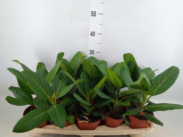 <h4>Ficus benghalensis 'Audrey'</h4>