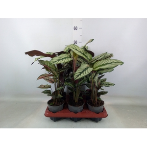 Calathea majestica 'Whitestar'
