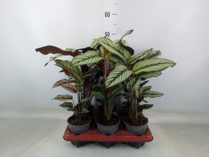 <h4>Calathea majestica 'Whitestar'</h4>