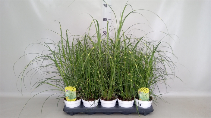 <h4>Miscanthus sin. 'Strictus'</h4>