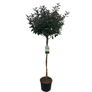 Elaeagnus ebbingii Stam 100 cm