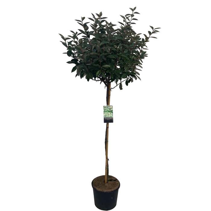 <h4>Elaeagnus ebbingii Stam 100 cm</h4>