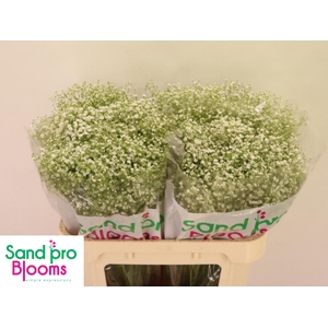 GYPS PA ZI DISCOVERY