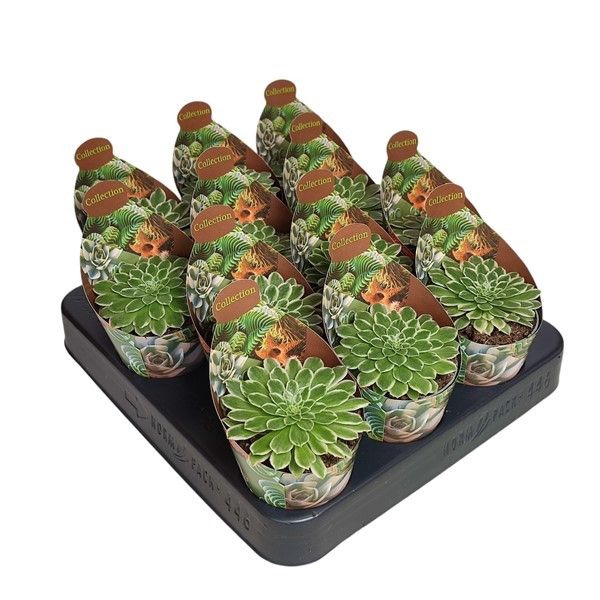 <h4>Aeonium Emerald Ice Variegato Potcover</h4>