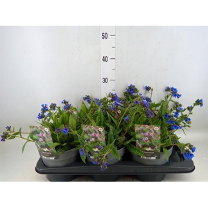 Pulmonaria  'Miss Elly'