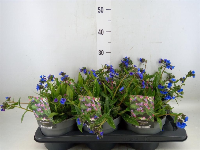 <h4>Pulmonaria  'Miss Elly'</h4>
