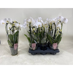 PHAL AN INVERNESS