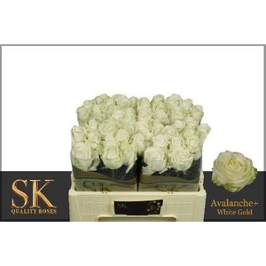 RS GR AVALANCHE SK