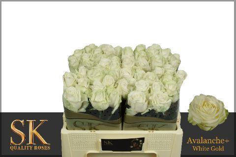 <h4>RS GR AVALANCHE SK</h4>