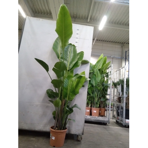Strelitzia nicolai