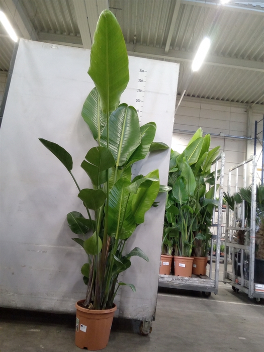 <h4>Strelitzia nicolai</h4>