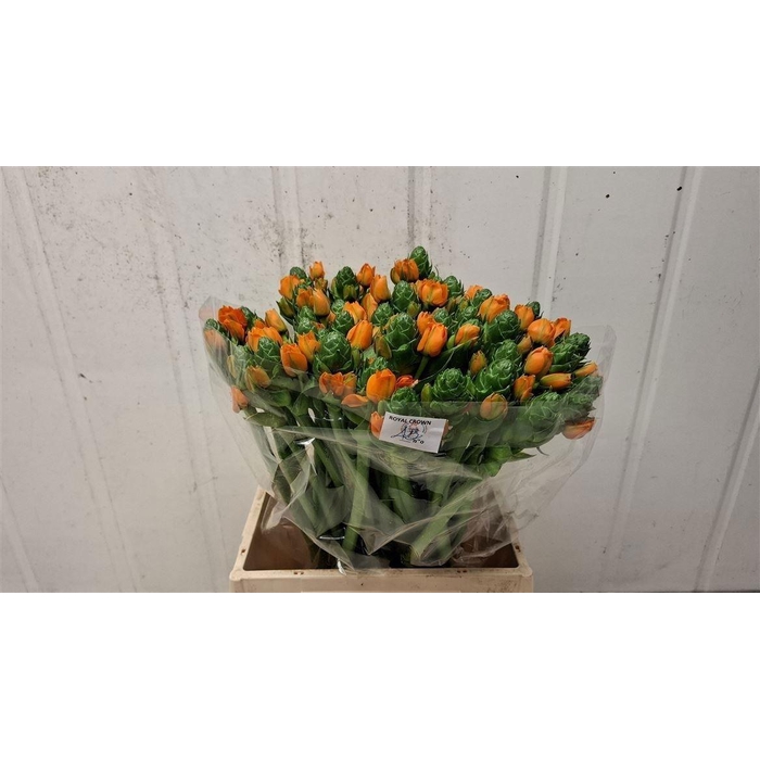 <h4>Ornit Db Royal Crown</h4>